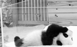 팬더 🐼 굴러다니는 게시물 | 인스티즈