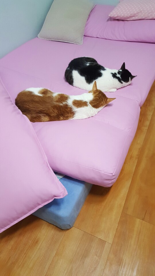 저희집고양이들.jpg | 인스티즈