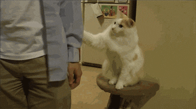 [데이터주의] 동물 움짤 .GIF | 인스티즈