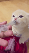 더 달라냥.gif | 인스티즈