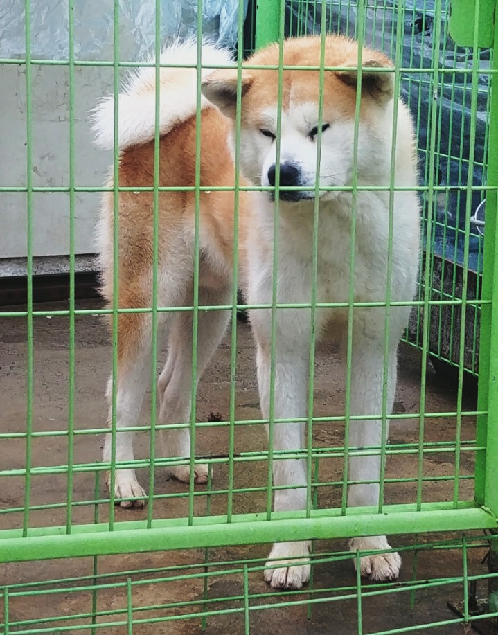 아키타 이미지