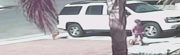 정의로운 고양이.gif | 인스티즈
