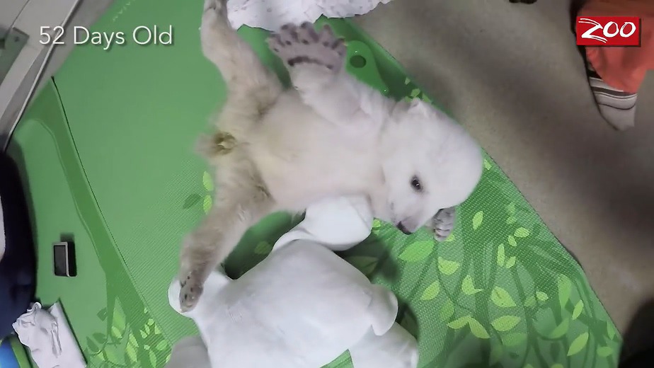 귀여운 북극곰.gif | 인스티즈