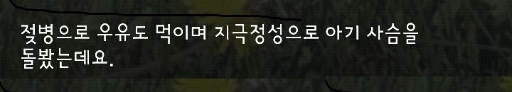 다리 다친 아기사슴을 구해주면 생기는 일 | 인스티즈