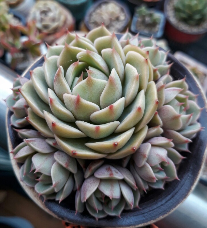 바디스 이미지