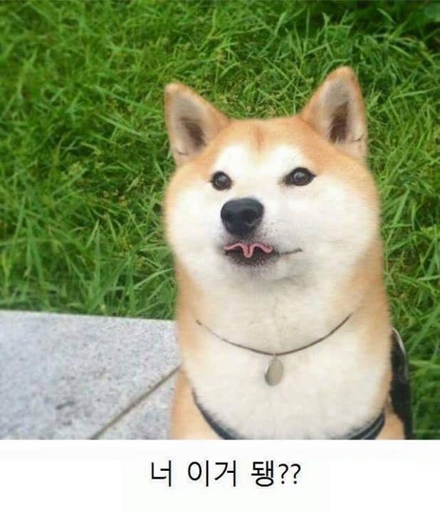 돗개야 너 이거 됑? | 인스티즈