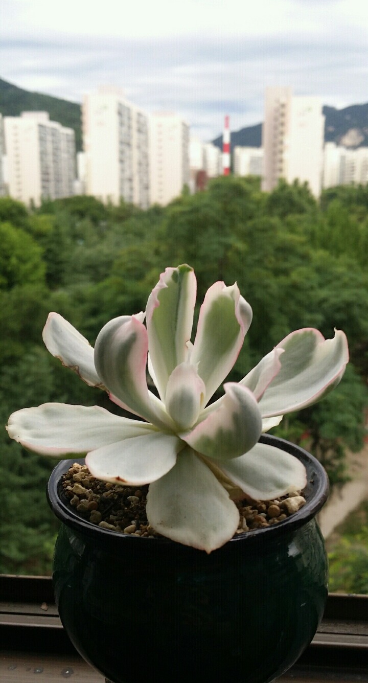 금땡이 이미지
