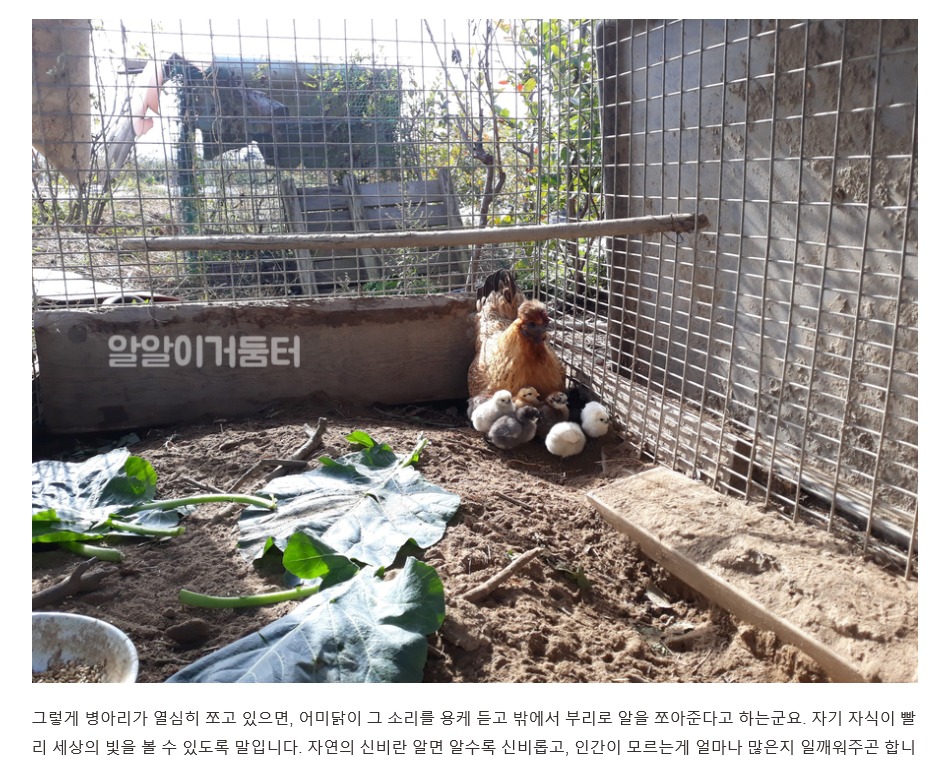엄마닭 이미지