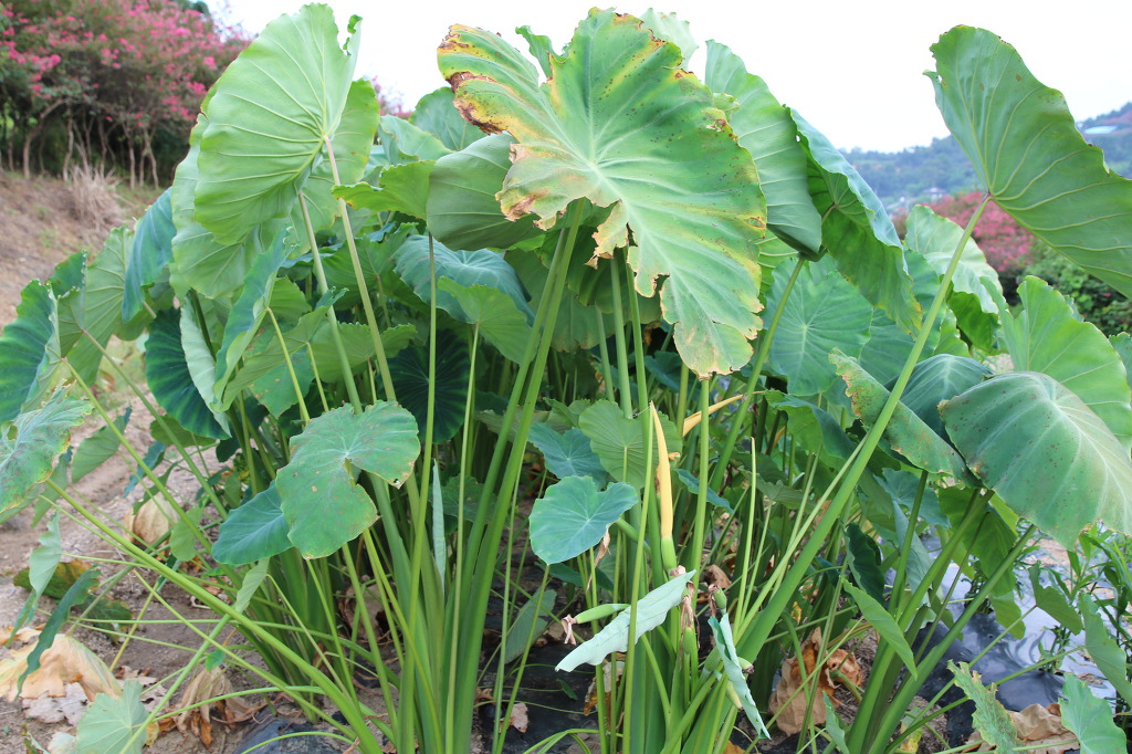유곡농원 이미지