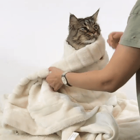 고양이 풀코스 서비스 | 인스티즈
