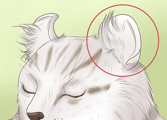 내가 진짜루 태어나서 처음 들어보는 고양이...jpg | 인스티즈