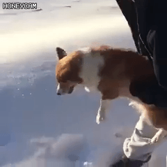 하늘에서 댕댕이를 던져버리는...gif | 인스티즈