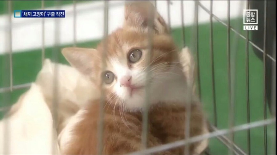 119 아기고양이 구출작전 | 인스티즈