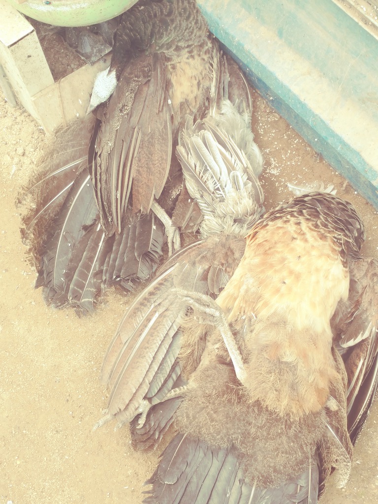 초야 이미지