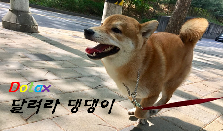 주인 깨우는 댕댕이들 | 인스티즈