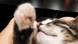 냥이들 | 인스티즈