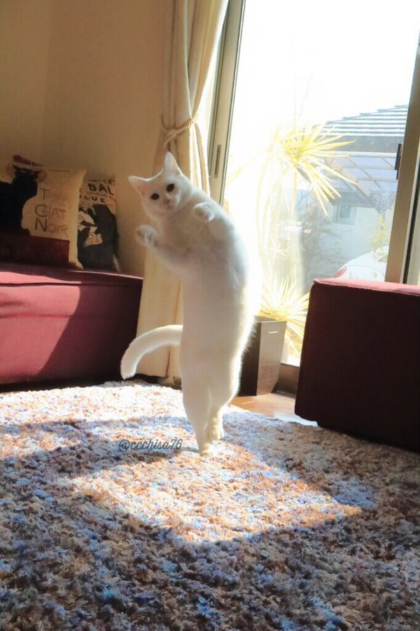 고양이 권법 | 인스티즈