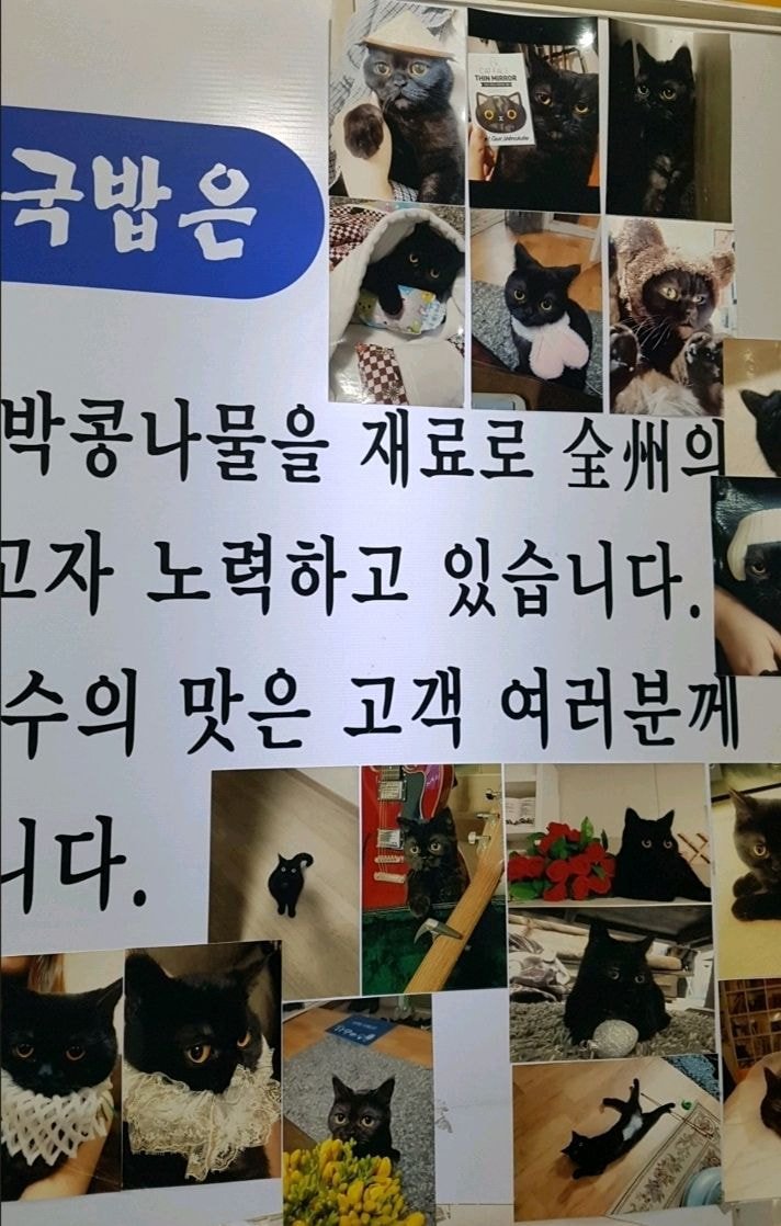 고양이를 너무 자랑하고 싶었던 콩나물 국밥집 사장님.jpg | 인스티즈