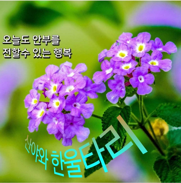 안부커피 이미지
