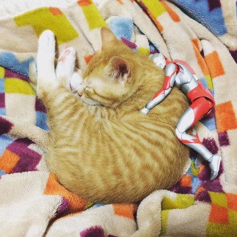 울트라맨과 고양이 | 인스티즈