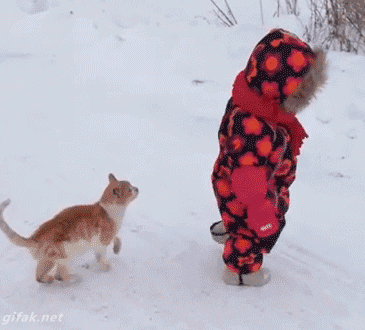 맹수에게 등을 보이면 안되는이유.GIF | 인스티즈
