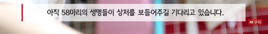 마산 애니멀 호더에게서 구조한 50여마리의 고양이들에게 손길을 내밀어주세요! 곧 쉼터가 폐쇄되어 아이들이 갈 곳이 없습니다 | 인스티즈