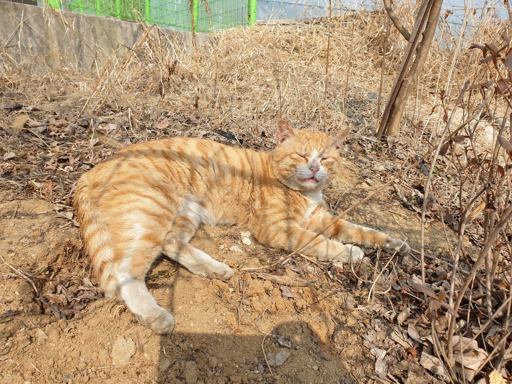 무적의 고양이 노랑이 | 인스티즈