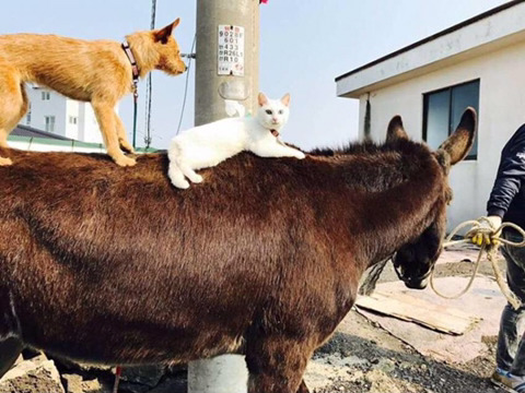 당나귀 위에서 고양이랑 강아지가 사이 좋은 짤 | 인스티즈