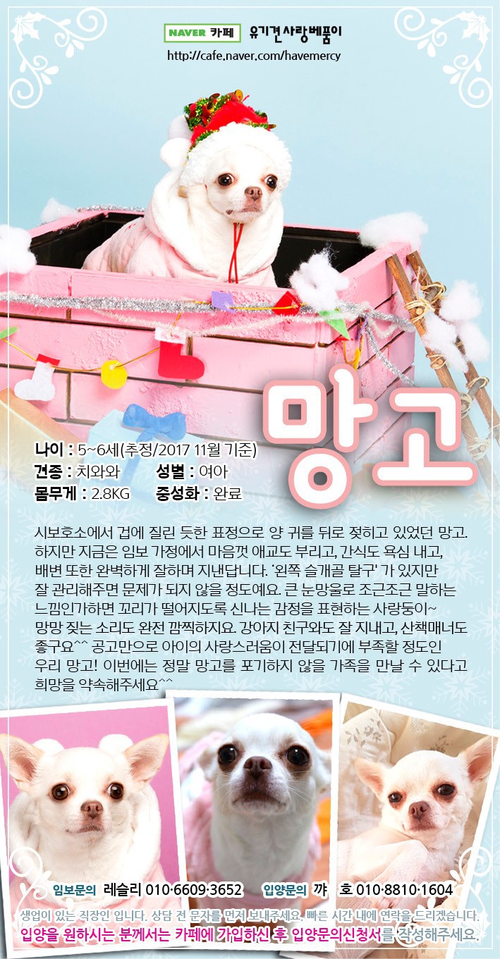 가족을 찾고 있는 중이에요! 다들 저희 한번 보고 가실래요? 유기견이지만 너무 사랑스러운 아이들 좀 뵈줘! | 인스티즈