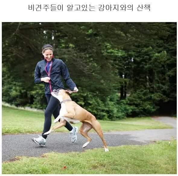 강아지 산책 로망과 현실.jpg | 인스티즈