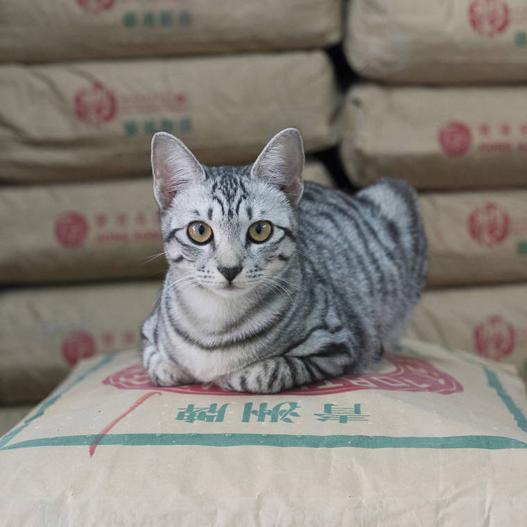 상점에 살고 있는 홍콩 고양이들 | 인스티즈
