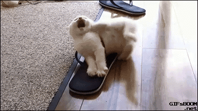 바보 냥청이들.gif | 인스티즈