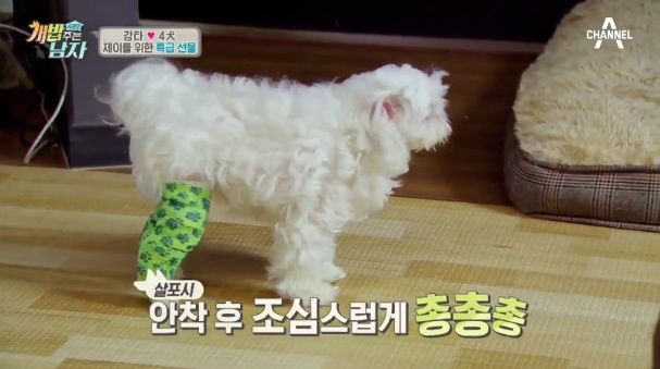 소형견들이 공통적으로 가지고 있는 유전질환 | 인스티즈