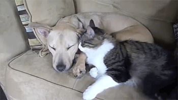 보기만 해도 행복한 댕댕이♥냥이 조합 | 인스티즈