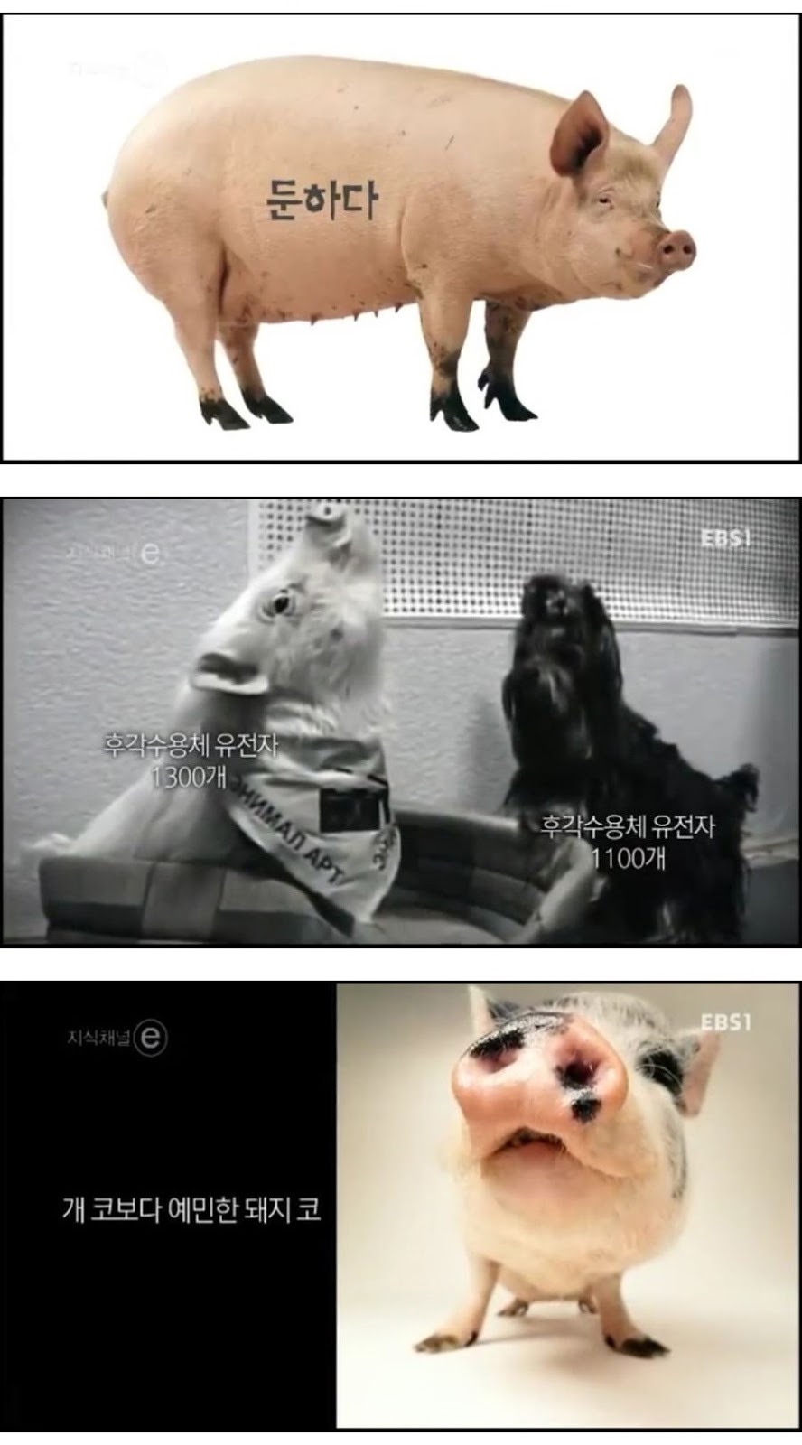 돼지에 대한 편견과 오해.jpg | 인스티즈