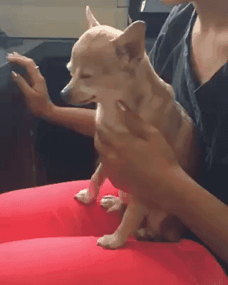 눈감고 느끼는 댕댕이 | 인스티즈