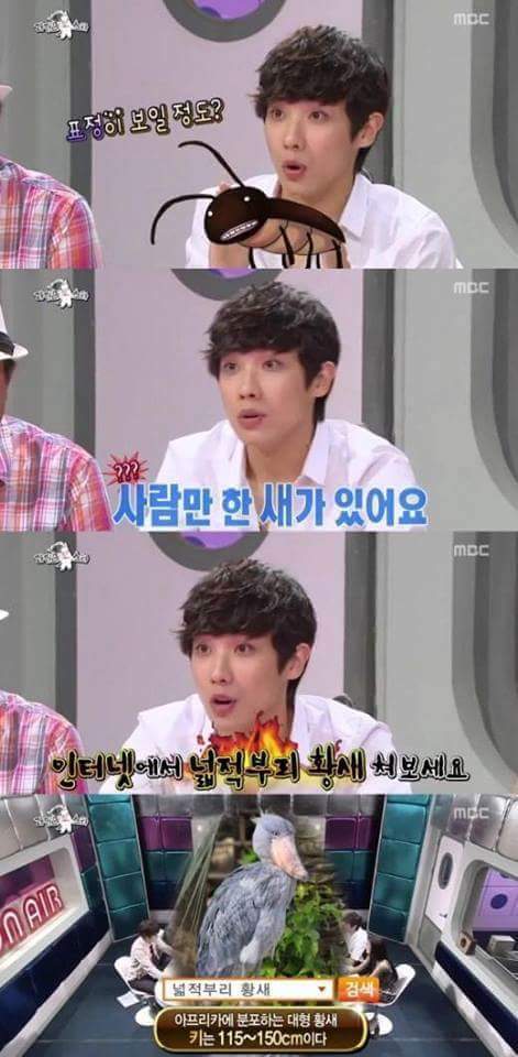 이준이 봤다는 넓적부리황새 | 인스티즈