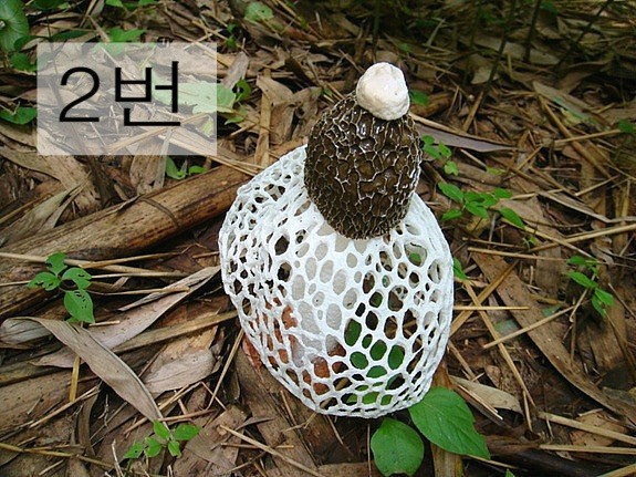  독버섯 고르기 | 인스티즈