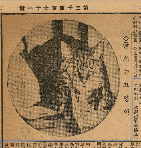 1930년대 신문에 소개된 고양이 | 인스티즈