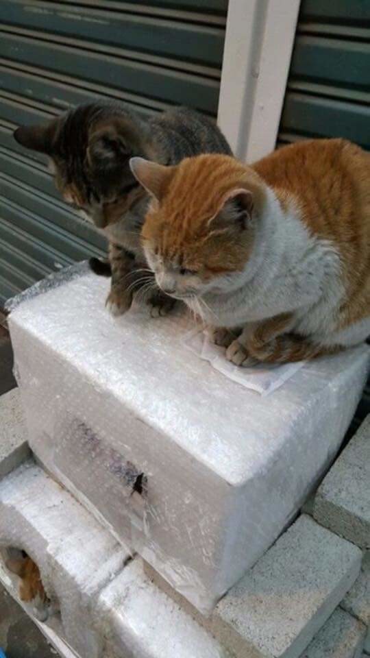 핫팩을 얻은 냥냥이.jpg | 인스티즈