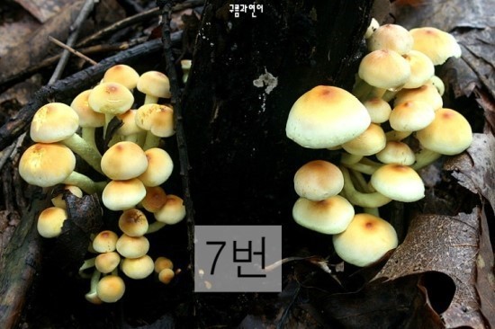 독버섯 고르기 | 인스티즈