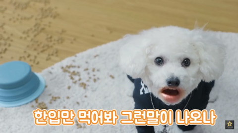 밥먹을때 강아지가 쳐다보는 이유 | 인스티즈