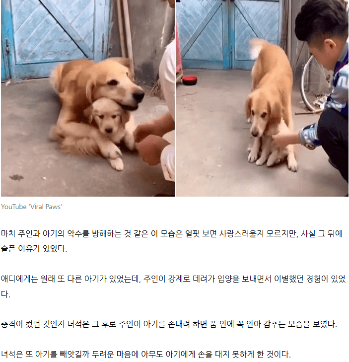 새끼 보호하는 어미개의 사연.gif | 인스티즈