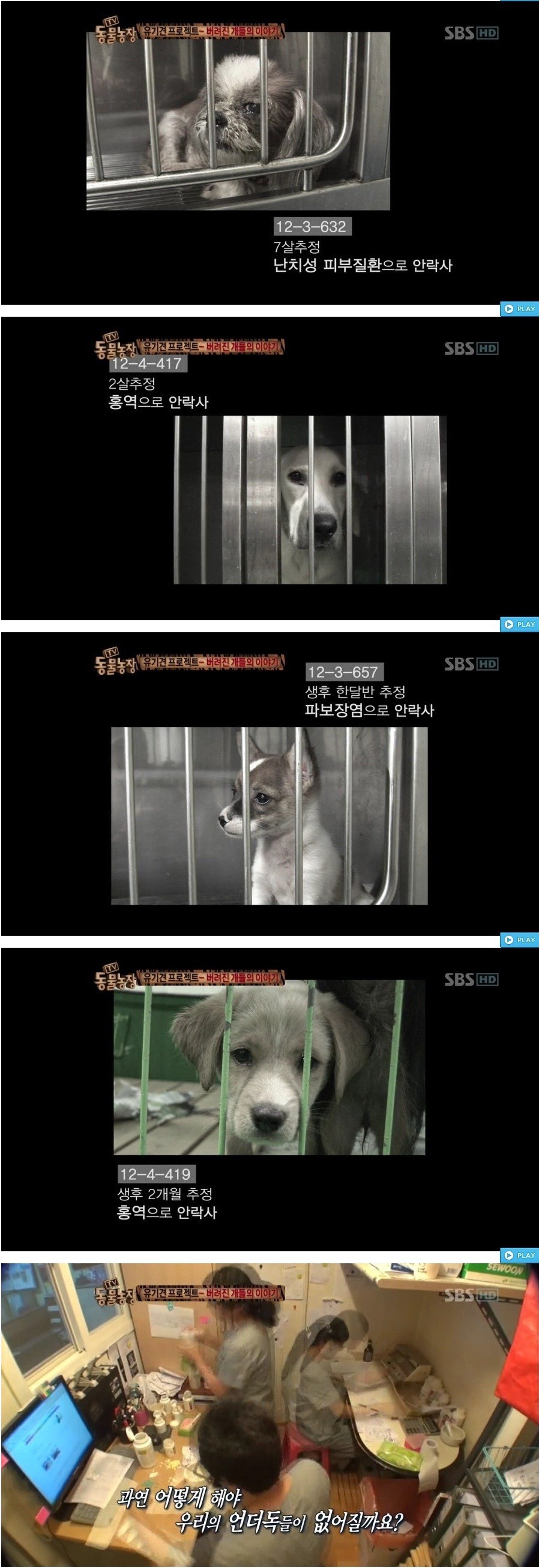 독한 마음을 먹지 않고서는 도저히 할 수 없는 직업 - 버려진 개들의 이야기.jpg | 인스티즈