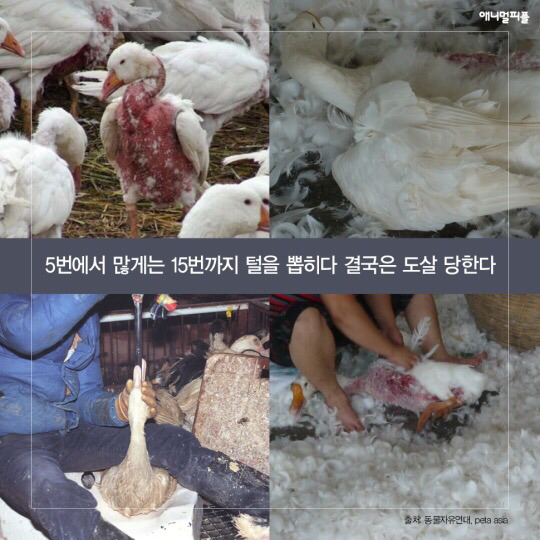 일상에 스며든 동물학대 생산품들 (중간에 피 주의) | 인스티즈