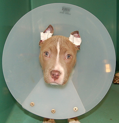 귀가 처진 댕댕이도 꼬리가 긴 댕댕이도 이렇게 사랑스러워요! (강아지 단이 단미에 대한 글) | 인스티즈