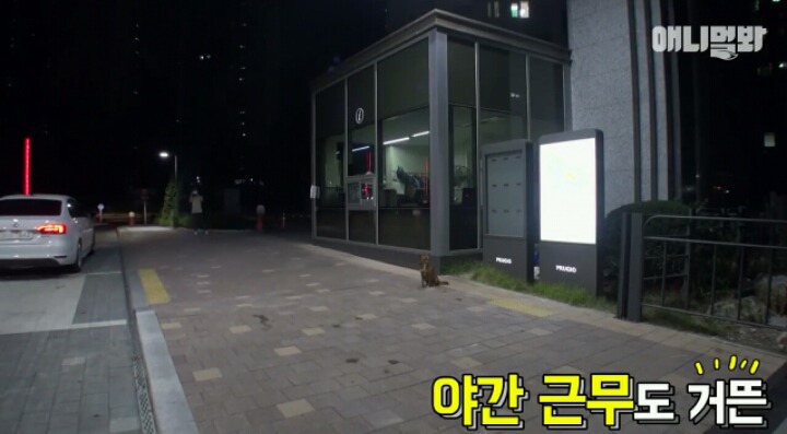 새끼는 사람한테 맡기고 아파트 경비서는 개 | 인스티즈