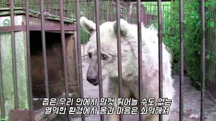30년간 학대받은 곰 자연으로 돌아간 후 놀라운 변화 | 인스티즈