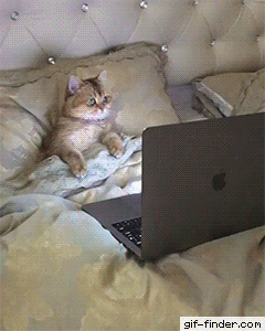 냐옹이의 집중력.gif | 인스티즈