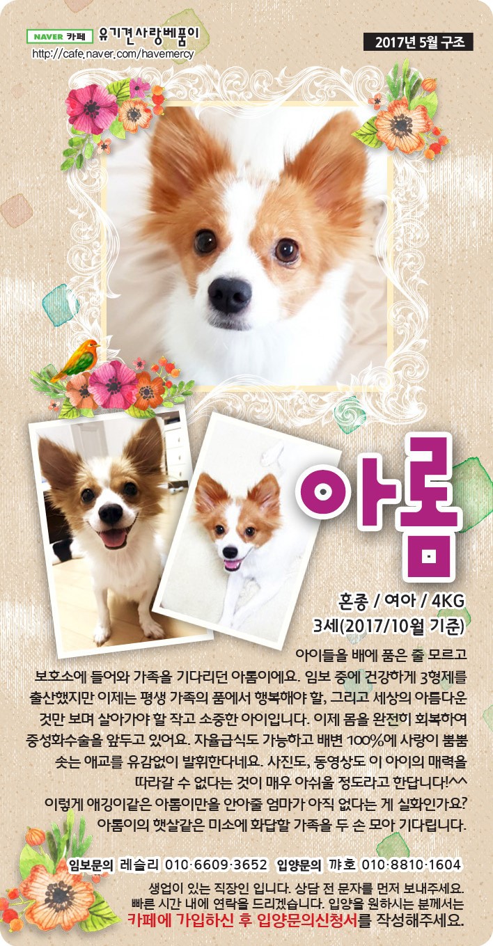 가족을 찾고 있는 중이에요! 다들 저희 한번 보고 가실래요? 유기견이지만 너무 사랑스러운 아이들 좀 뵈줘! | 인스티즈